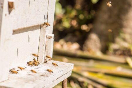 hardworking bees on honeycomb in apiaryの写真素材