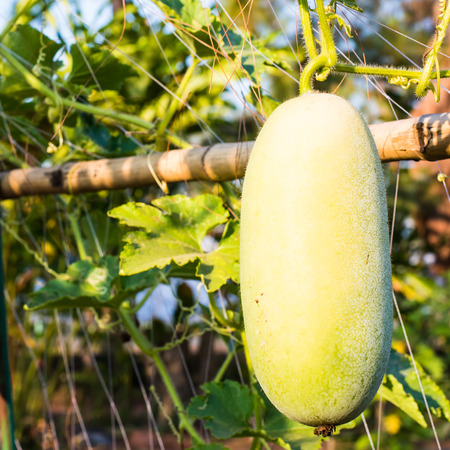 hanging vegetable in farmlandの写真素材