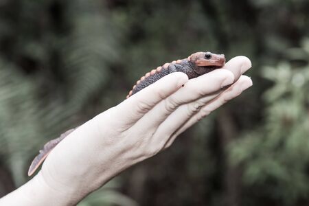 female veterinary holding salamander in handの写真素材
