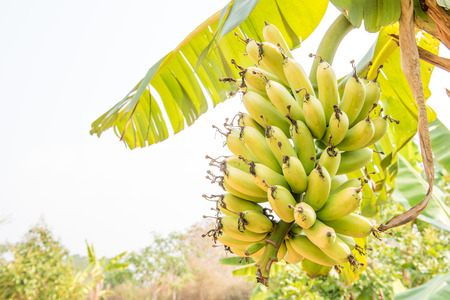 fresh green banana tree with floraの写真素材