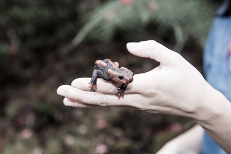 female veterinary holding salamander in handの写真素材