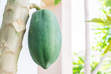 green papaya treeの写真素材
