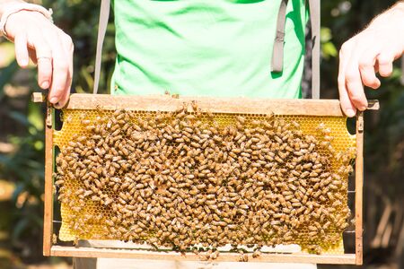 Demonstration about bee keeping for travellerの写真素材