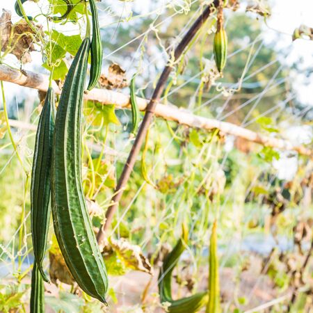 hanging vegetable in farmlandの写真素材