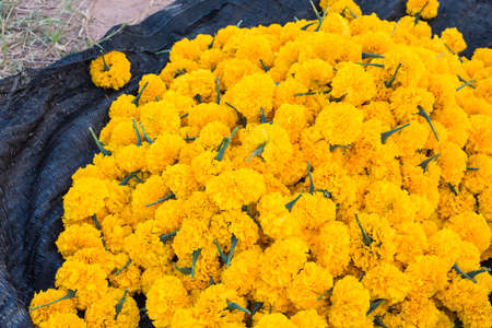 marigold flowers in the field with sunlightの写真素材