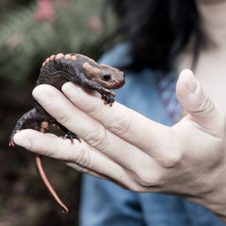 female veterinary holding salamander in handの写真素材