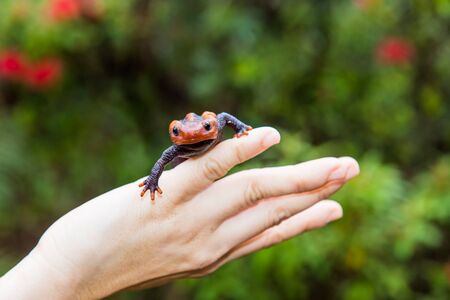 female veterinary holding salamander in handの写真素材