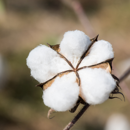 Close-up of Ripe cotton bolls on branchの写真素材