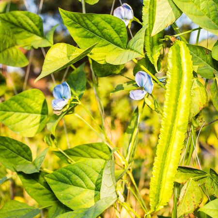 organic winged bean grown in gardenの写真素材