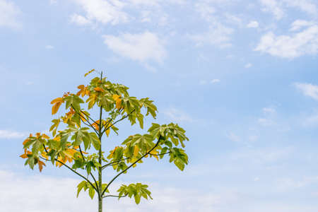 yellow leaves against blue skyの写真素材