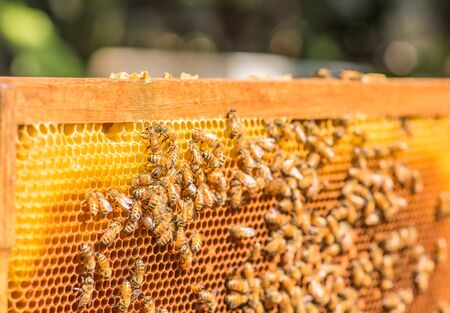 hardworking bees on honeycomb in apiaryの写真素材