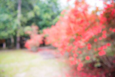 photo blurred garden background with sun light and bokehの写真素材