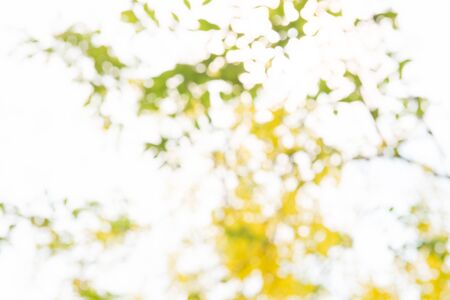 Photo by Lens defocus of Golden shower use as background.の写真素材