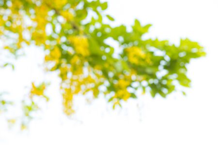 Photo by Lens defocus of Golden shower use as background.の写真素材