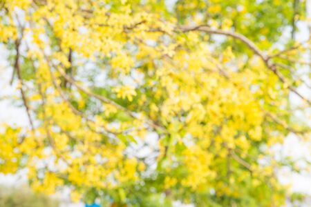 Photo by Lens defocus of Golden shower use as background.の写真素材