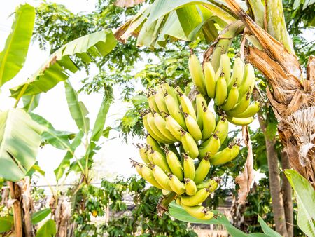 fresh green banana tree with floraの写真素材
