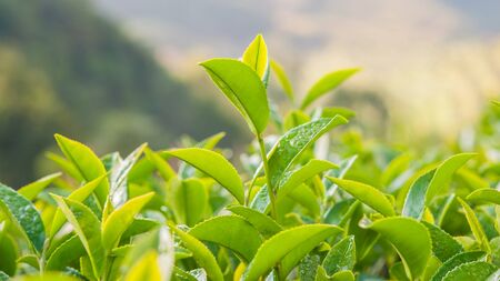 Tea leave in the fieldの写真素材