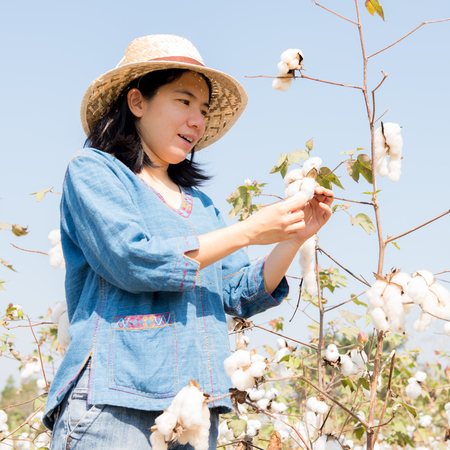 woman picking up cottonの写真素材