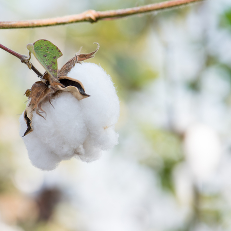 Close-up of Ripe cotton bolls on branchの写真素材