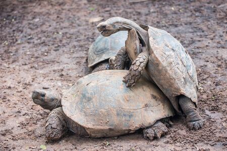 Turtles are matingの写真素材