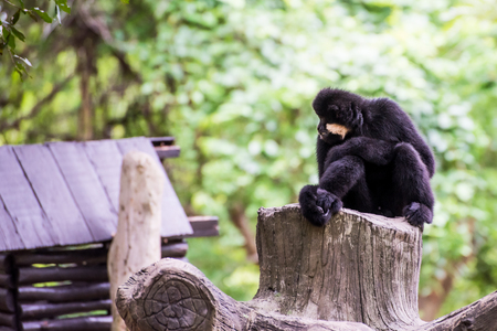 gibbon in zoo waiting for food from zookeeperの写真素材
