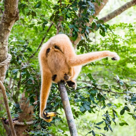 gibbon in zoo waiting for food from zookeeperの写真素材