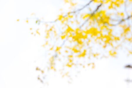 Photo by Lens defocus of Golden shower use as background.