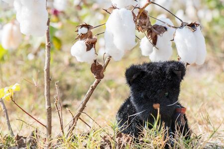 Black cat doll sit in the cotton fieldsの写真素材