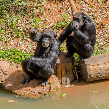 Chimpanzees in zoo beg food from touristsの写真素材