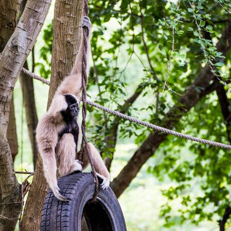 gibbon in zoo waiting for food from zookeeperの写真素材