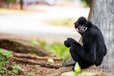 gibbon in zoo waiting for food from zookeeperの写真素材