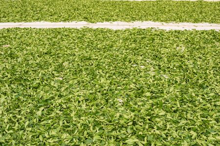 dried green tea process,as backgroundの写真素材