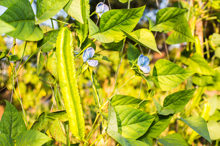 organic winged bean grown in gardenの写真素材