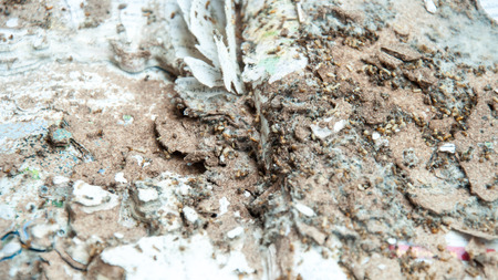 Close up damaged paper eaten by termiteの写真素材