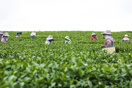 Chaingrai,Thailand;December 8: worker collect the new tea leaves in tea field highland in Chaingrai 8 December 2015. Tea in Chaingrai is organic tea and good flavor and smell.のeditorial素材
