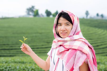 tribe woman picking tea in highland