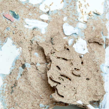 Close up damaged paper eaten by termiteの写真素材