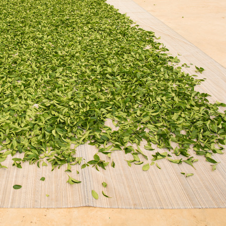 dried green tea process,as backgroundの写真素材