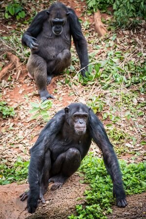 Chimpanzees in zoo beg food from tourists