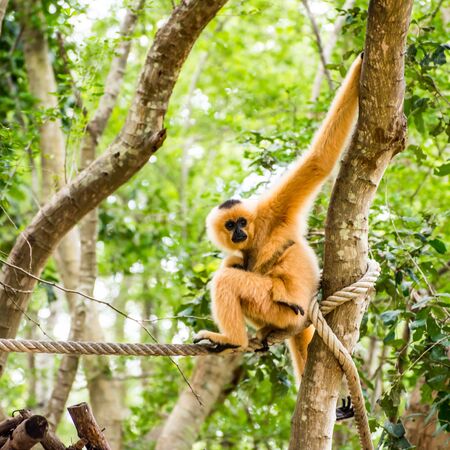 gibbon in zoo waiting for food from zookeeperの写真素材