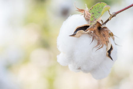 Close-up of Ripe cotton bolls on branchの写真素材