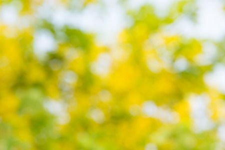 Photo by Lens defocus of Golden shower use as background.の写真素材