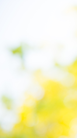 Photo by Lens defocus of Golden shower use as background.の写真素材