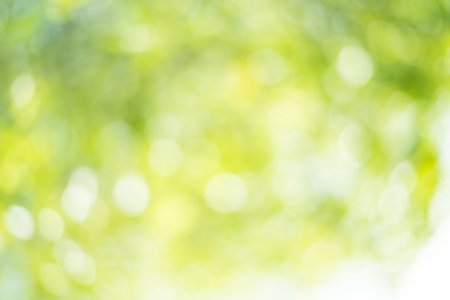 Green blurred background and sunlightの写真素材