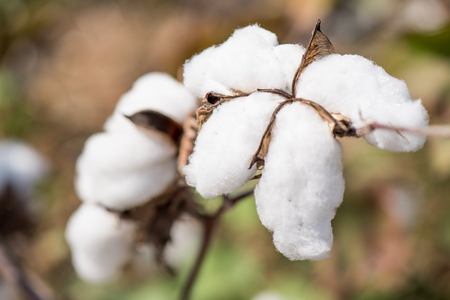 Close-up of Ripe cotton bolls on branchの写真素材