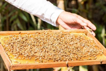 Demonstration about bee keeping for travellerの写真素材