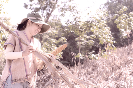 asain woman harvests corncobs in the field ,vintage styleの写真素材