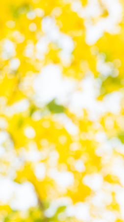 Photo by Lens defocus of Golden shower use as background.の写真素材