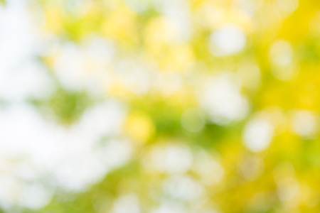 Photo by Lens defocus of Golden shower use as background.の写真素材