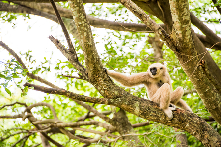 gibbon in zoo waiting for food from zookeeperの写真素材